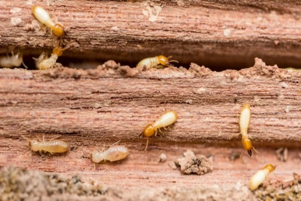 How Long Does it Take to do a Termite Inspection?